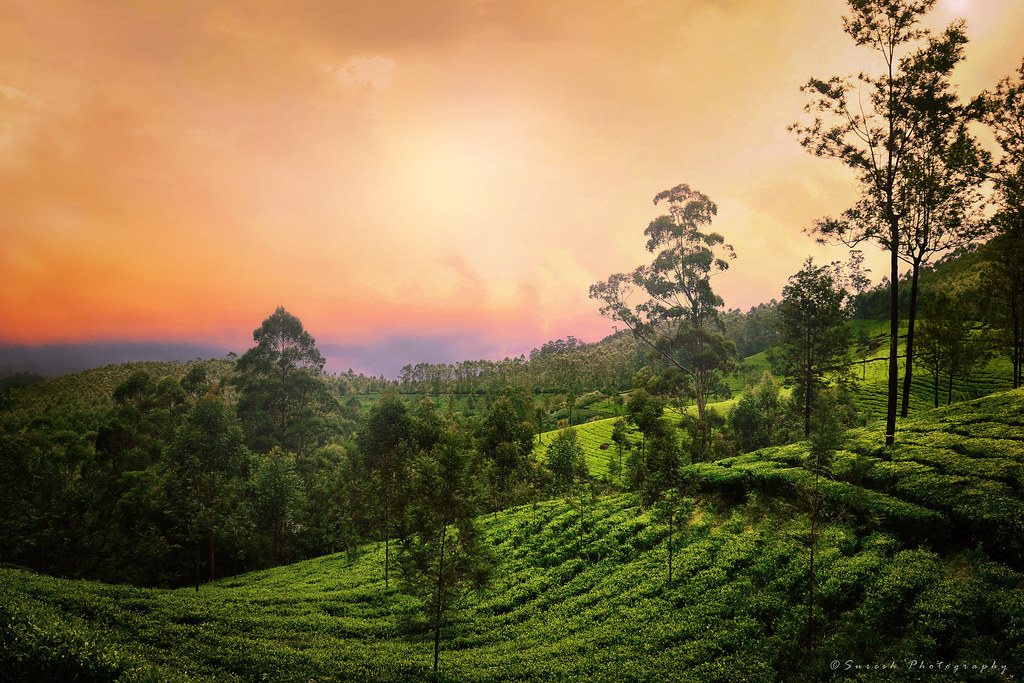 102 Kerala Tour Packages (2024): Best Deals on Trips & Holidays